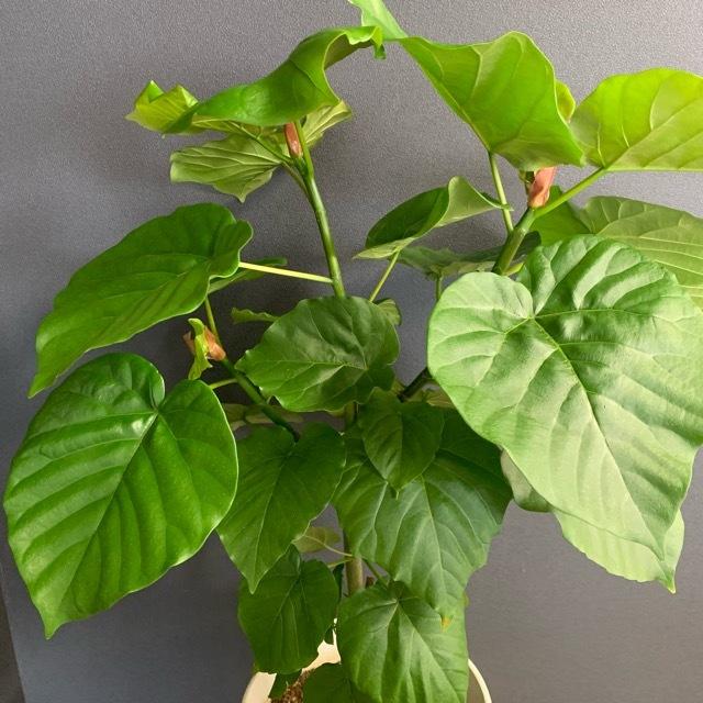 観葉植物 ゴムの木 フィカス ウンベラータ インテリア 素敵なプランツ