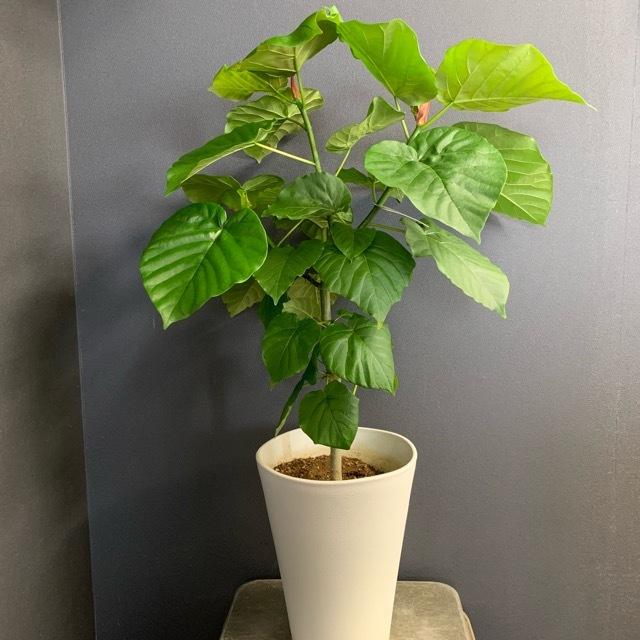 観葉植物 ゴムの木 フィカス ウンベラータ インテリア 素敵なプランツ
