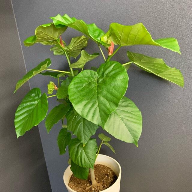 【観葉植物】ゴムの木　フィカス　ウンベラータ 観葉植物 ゴムの木 フィカス ウンベラータ インテリア 素敵なプランツ