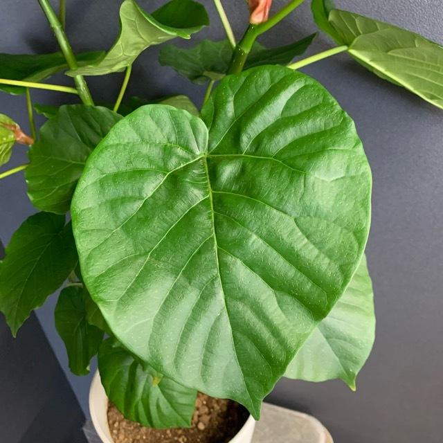 観葉植物 ゴムの木 フィカス ウンベラータ インテリア 素敵なプランツ