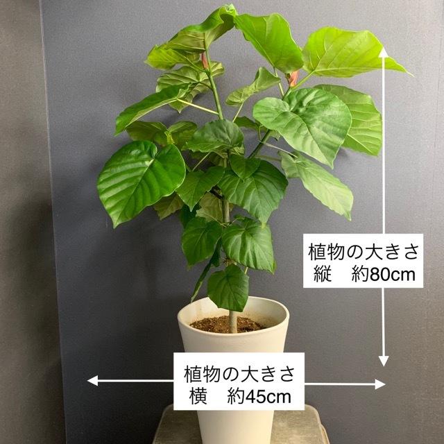 観葉植物 ゴムの木 フィカス ウンベラータ インテリア 素敵なプランツ