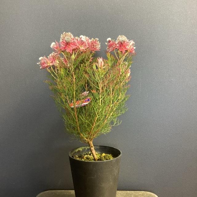 オーストラリア植物 観葉植物 ジョーイセルリア カルメン インテリア