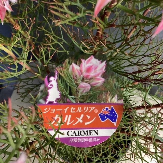 オーストラリア植物 観葉植物 ジョーイセルリア カルメン インテリア