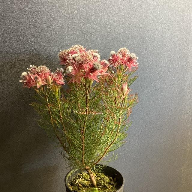 オーストラリア植物 観葉植物 ジョーイセルリア カルメン インテリア