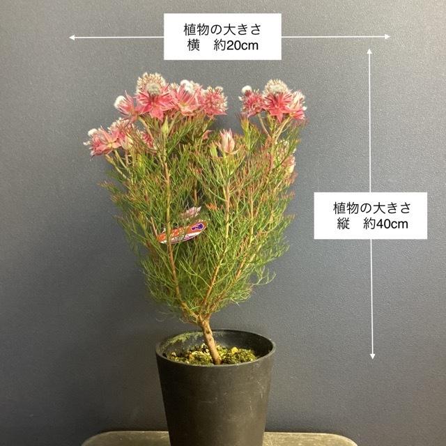 オーストラリア植物 観葉植物 ジョーイセルリア カルメン