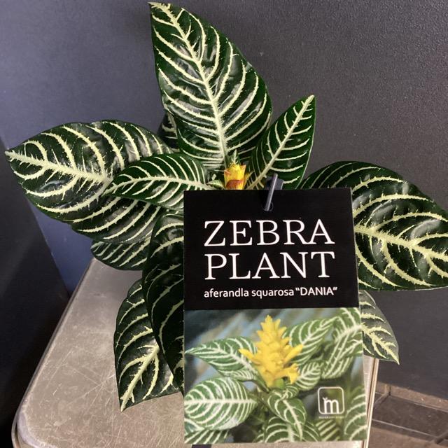 観葉植物 熱帯植物 アフェランドラ S ダニア トロピコ インテリア 素敵なプランツ 育てやすい観葉植物 Y 1213 Hanabisou 通販 Yahoo ショッピング