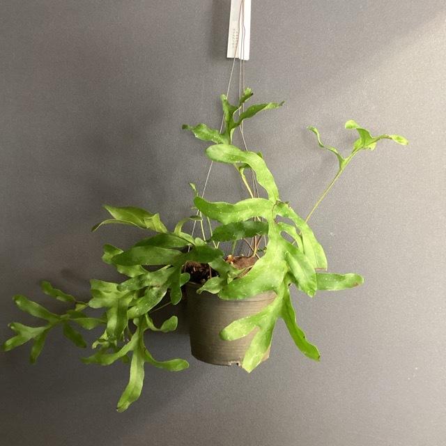 アリ植物 観葉植物 レカノプテリス クルスタセア 着生植物 シダ 着生 