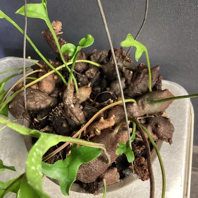 アリ植物 観葉植物 レカノプテリス クルスタセア 着生植物 シダ 着生 