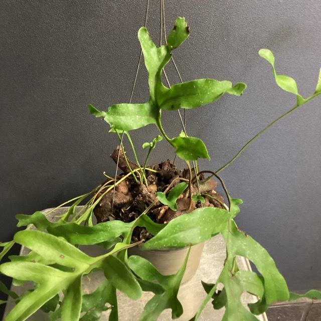 アリ植物 観葉植物 レカノプテリス クルスタセア 着生植物 シダ 着生 