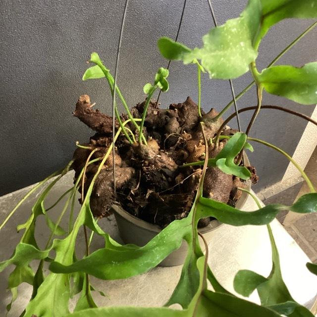アリ植物 観葉植物 レカノプテリス クルスタセア 着生植物 シダ 着生 