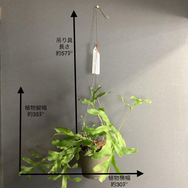 アリ植物 観葉植物 レカノプテリス クルスタセア 着生植物 シダ 着生 