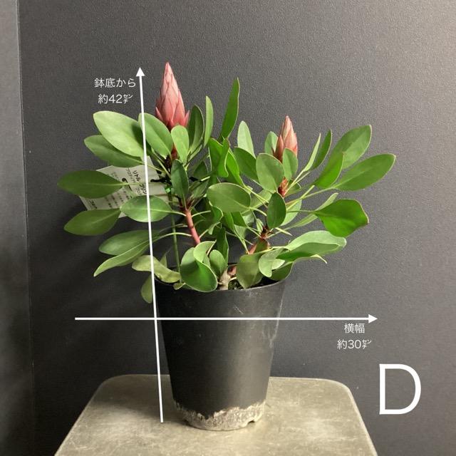 選べる オーストラリア植物 観葉植物 プロテア リトルプリンス
