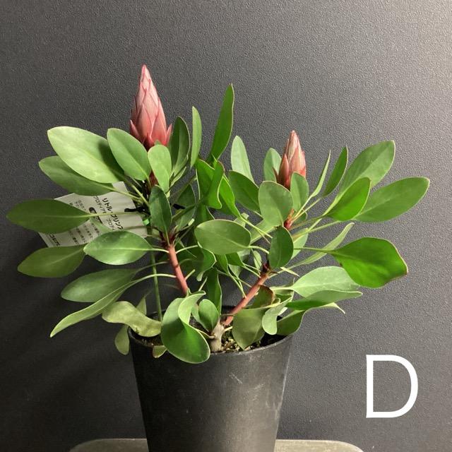 選べる オーストラリア植物 観葉植物 プロテア リトルプリンス