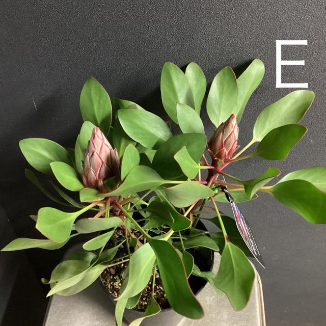 選べる オーストラリア植物 観葉植物 プロテア リトルプリンス 選べる オーストラリア植物 観葉植物 プロテア リトルプリンス