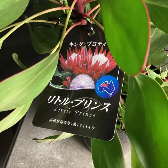 選べる オーストラリア植物 観葉植物 プロテア リトルプリンス