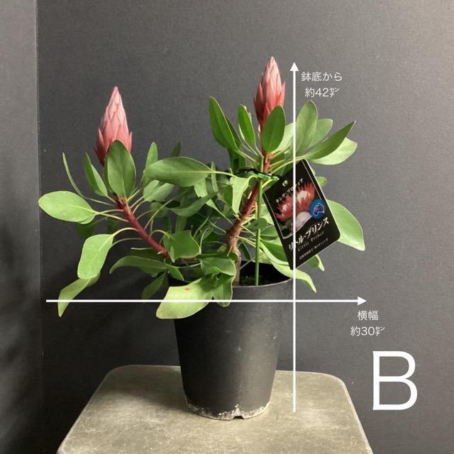 選べる オーストラリア植物 観葉植物 プロテア リトルプリンス 選べる オーストラリア植物 観葉植物 プロテア リトルプリンス