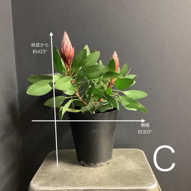 選べる オーストラリア植物 観葉植物 プロテア リトルプリンス