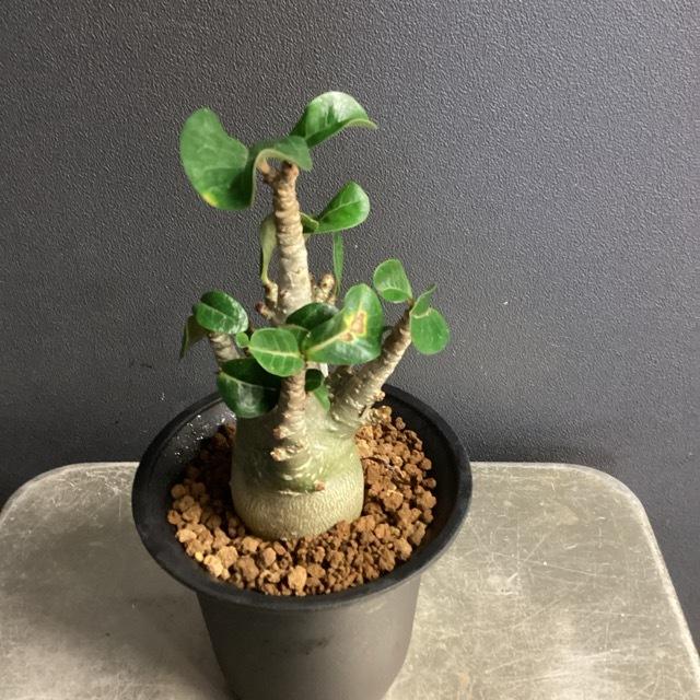 コーデックス 塊根植物 観葉植物 アデニウム アラビカム インテリア