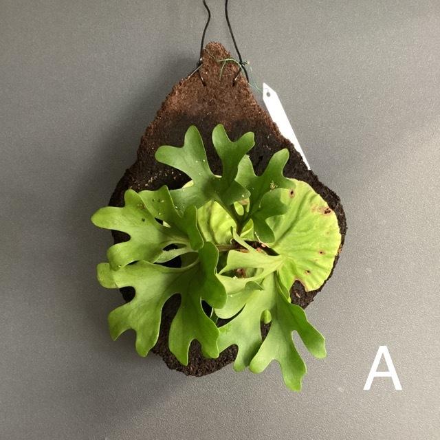 リドレイ　ビカクシダ　ヘゴ板付 選べる 着生植物 観葉植物 コウモリラン ビカクシダ リドレイ 天然ヘゴ