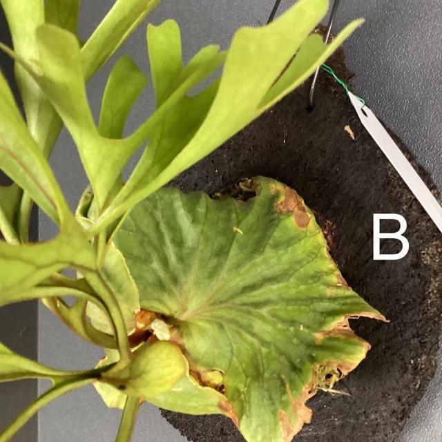 選べる 着生植物 観葉植物 コウモリラン ビカクシダ リドレイ 天然ヘゴ
