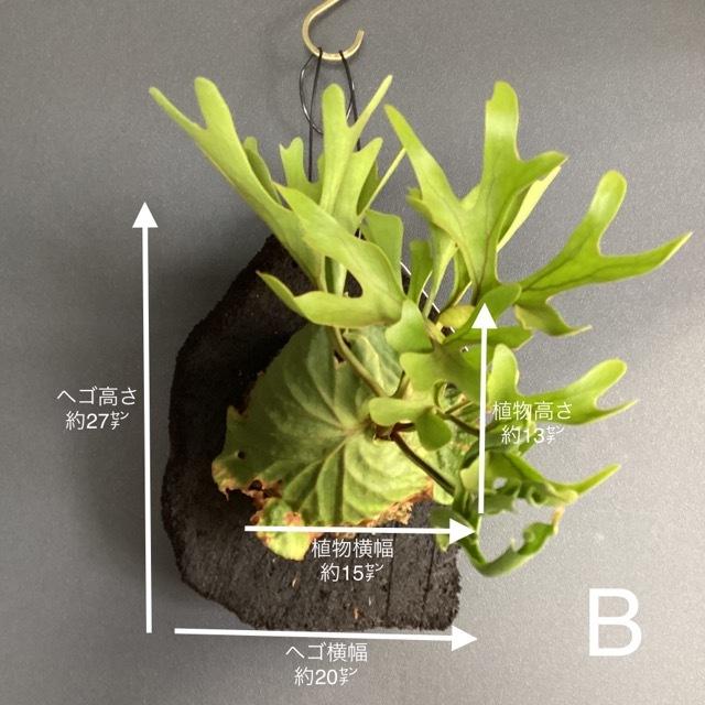 選べる 着生植物 観葉植物 コウモリラン ビカクシダ リドレイ 天然ヘゴ