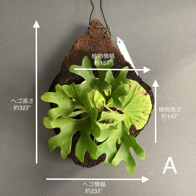 選べる 着生植物 観葉植物 コウモリラン ビカクシダ リドレイ 天然ヘゴ