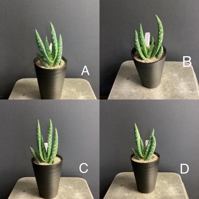 選べる 多肉植物 アロエ ガリエベンシス インテリア 素敵なプランツ Y 1245 Hanabisou 通販 Yahoo ショッピング