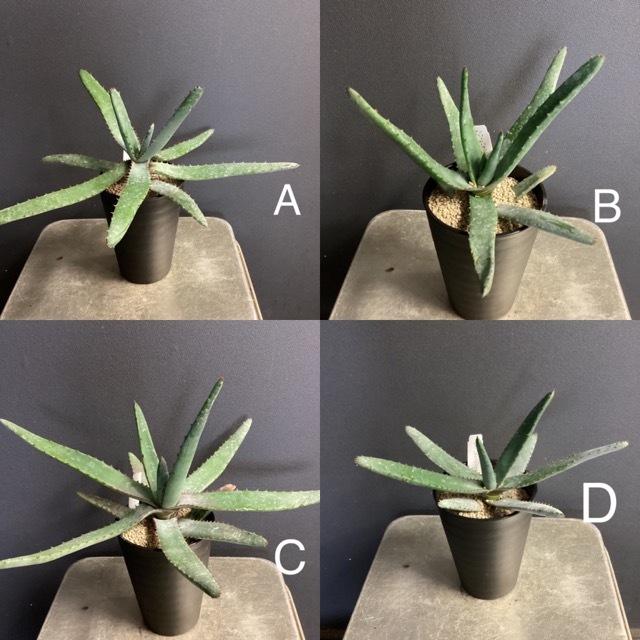 選べる 多肉植物 アロエ バキダクティロス インテリア 素敵なプランツ Y 1246 Hanabisou 通販 Yahoo ショッピング