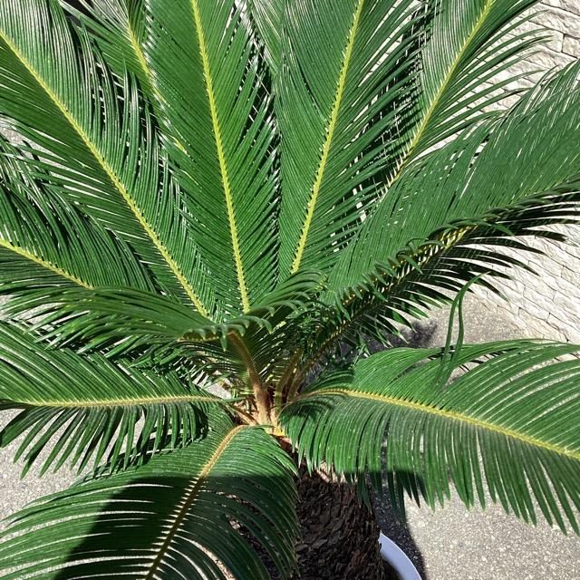 観葉植物 ソテツ 蘇鉄 幹上げ100センチ インテリア 素敵な 観葉植物 ソテツ 蘇鉄 幹上げ100センチ インテリア 素敵な