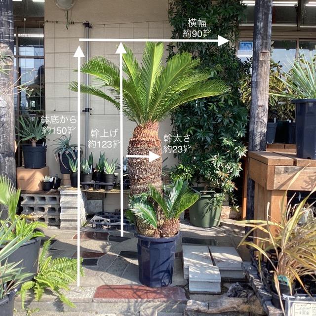 観葉植物 ソテツ 蘇鉄 幹上げ123センチ インテリア 素敵な 観葉植物 ソテツ 蘇鉄 幹上げ123センチ インテリア 素敵な