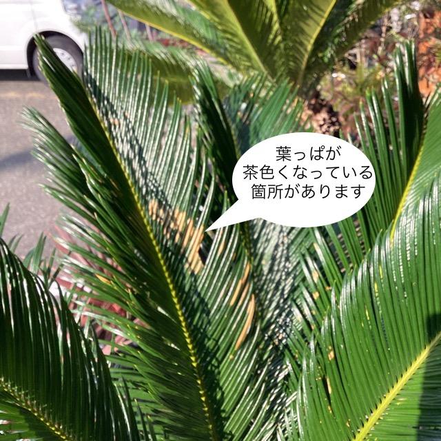 観葉植物 ソテツ 蘇鉄 幹上げ123センチ インテリア 素敵な 観葉植物 ソテツ 蘇鉄 幹上げ123センチ インテリア 素敵な