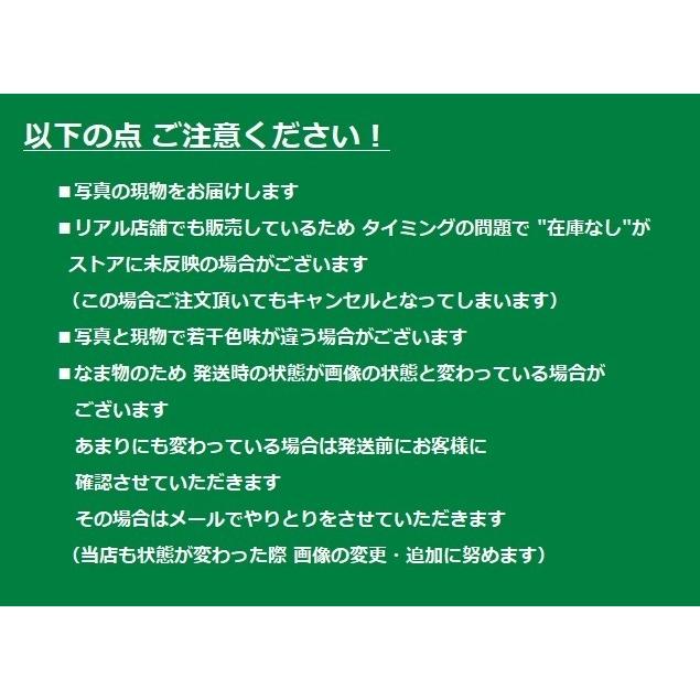 観葉植物 ソテツ 蘇鉄 幹上げ123センチ インテリア 素敵な
