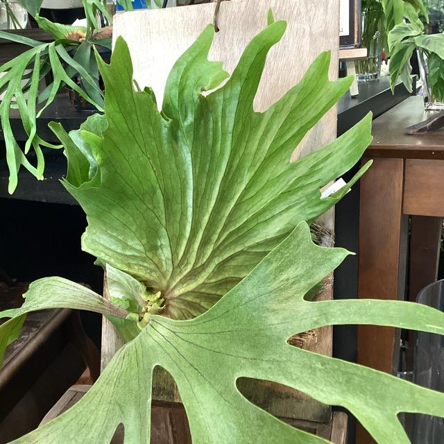 着生植物 観葉植物 コウモリラン ビカクシダ チャールズアルフォード
