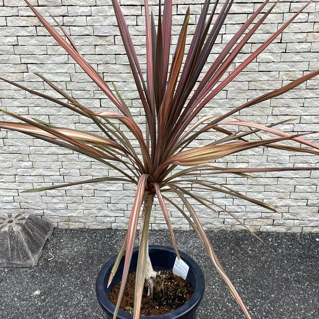 観葉植物 コルジリネ コーヒークラシック インテリア 素敵なプランツ