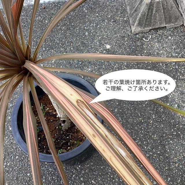 観葉植物 コルジリネ コーヒークラシック インテリア 素敵なプランツ
