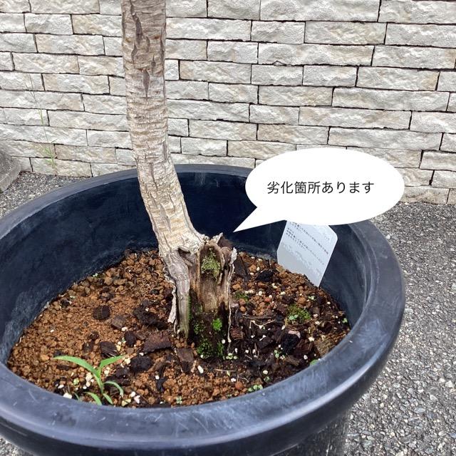 観葉植物 コルジリネ コーヒークラシック インテリア 素敵な 観葉植物 コルジリネ コーヒークラシック インテリア 素敵な