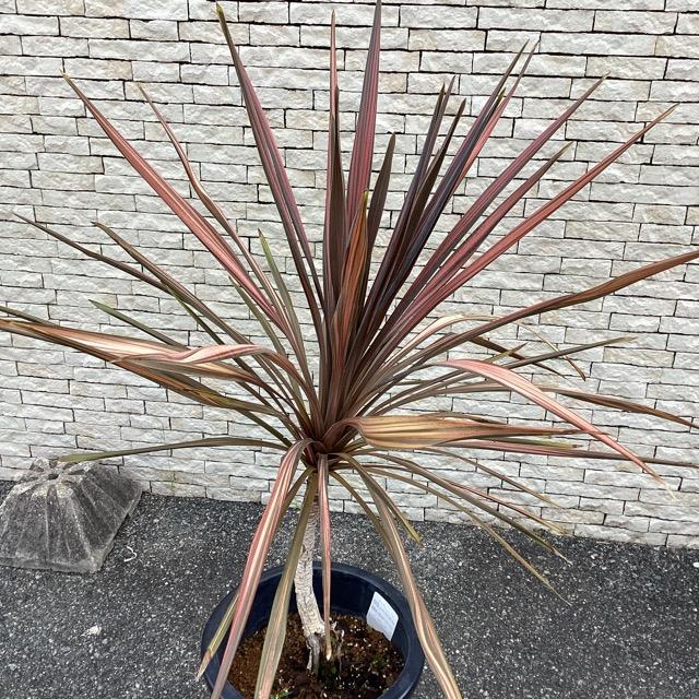 観葉植物 コルジリネ コーヒークラシック インテリア 素敵なプランツ