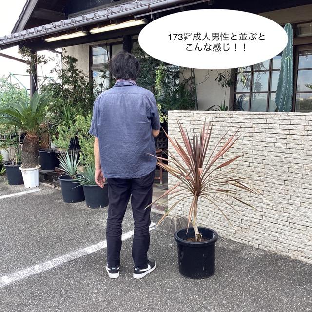 観葉植物 コルジリネ コーヒークラシック インテリア 素敵な 観葉植物 コルジリネ コーヒークラシック インテリア 素敵な