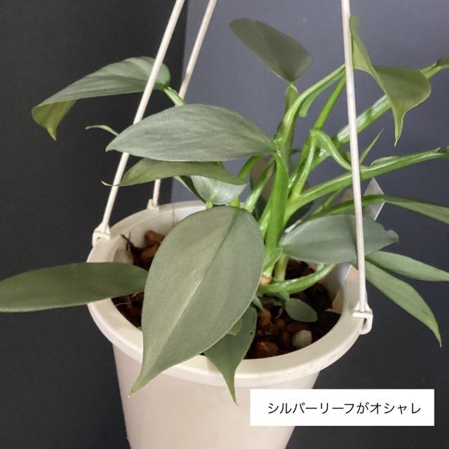 観葉植物 熱帯植物 フィロデンドロン シルバーメタル インテリア 素敵