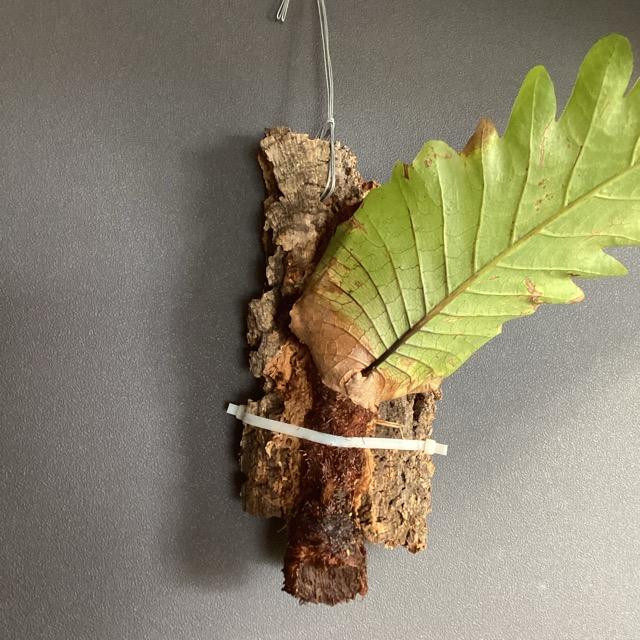 着生植物 観葉植物 ドリナリア クエルシフォリア コルク着生 着生植物 観葉植物 ドリナリア クエルシフォリア コルク着生