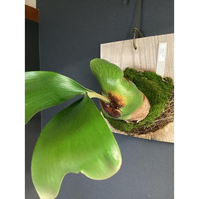 現品 着生植物 観葉植物 コウモリラン ビカクシダ エリシー 板着生