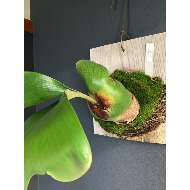 着生板 お得な2枚セット ビカクシダ コウモリラン 板付け用 着