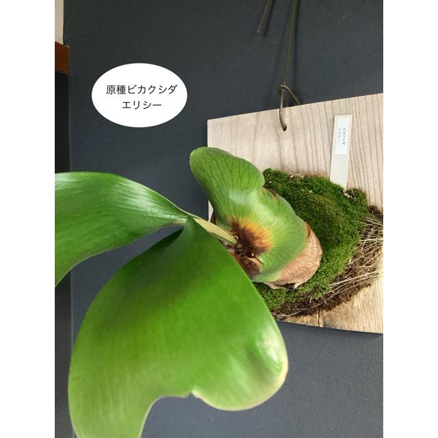 現品 着生植物 観葉植物 コウモリラン ビカクシダ エリシー 板着生