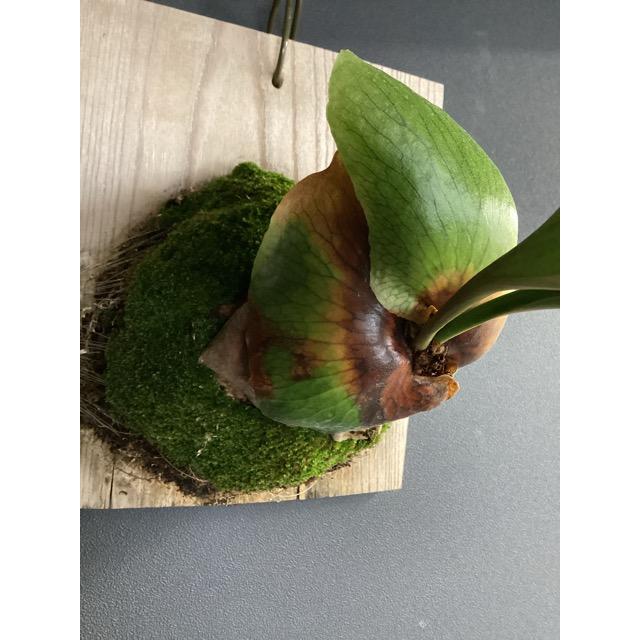 現品 着生植物 観葉植物 コウモリラン ビカクシダ エリシー 板着生