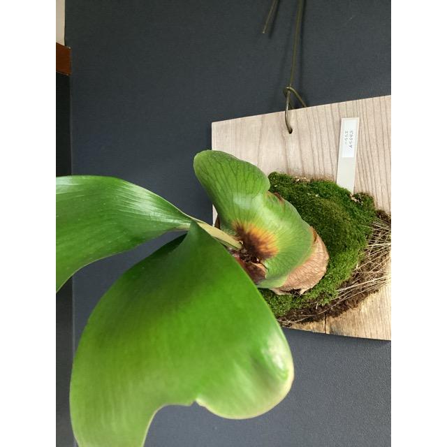 現品 着生植物 観葉植物 コウモリラン ビカクシダ エリシー 板着生