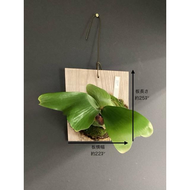 現品 着生植物 観葉植物 コウモリラン ビカクシダ エリシー 板着生