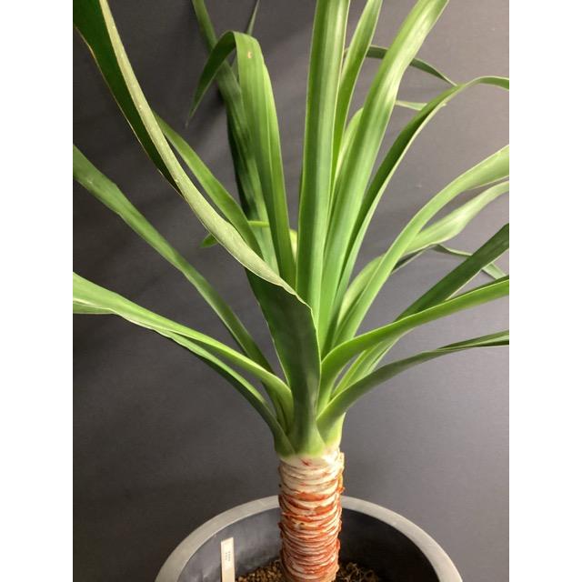 ドラセナ ドラコ