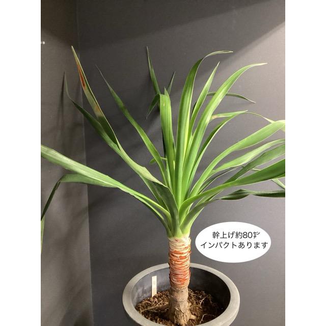 現品 観葉植物 レア ドラセナ ドラコ インテリア 素敵なプランツ 育て