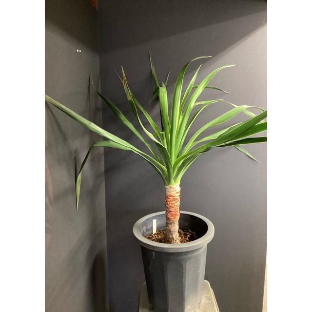 現品 観葉植物 レア ドラセナ ドラコ インテリア 素敵なプランツ 育て