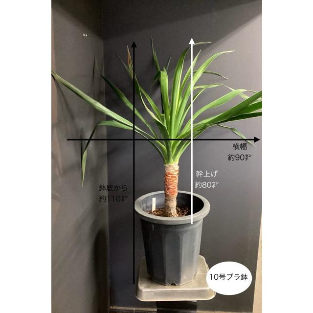 現品 観葉植物 レア ドラセナ ドラコ インテリア 素敵なプランツ 育て